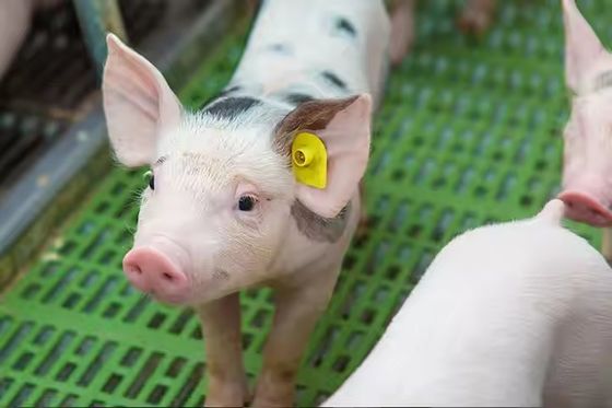 TPU Material 134.2Khz RFID etiqueta de ouvido, etiqueta passiva redonda de animais de criação